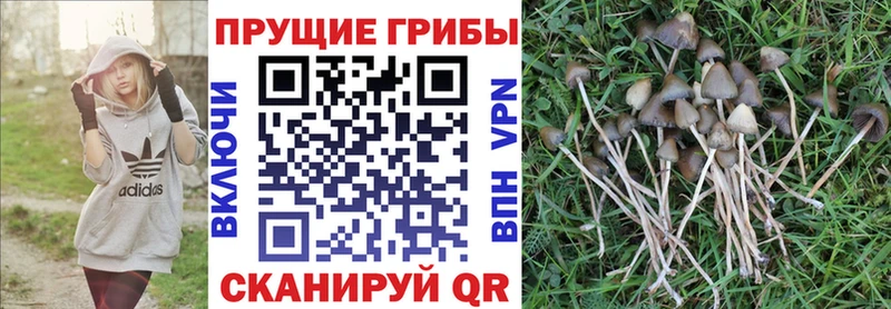 гидра ссылка  Беслан  Псилоцибиновые грибы MAGIC MUSHROOMS 